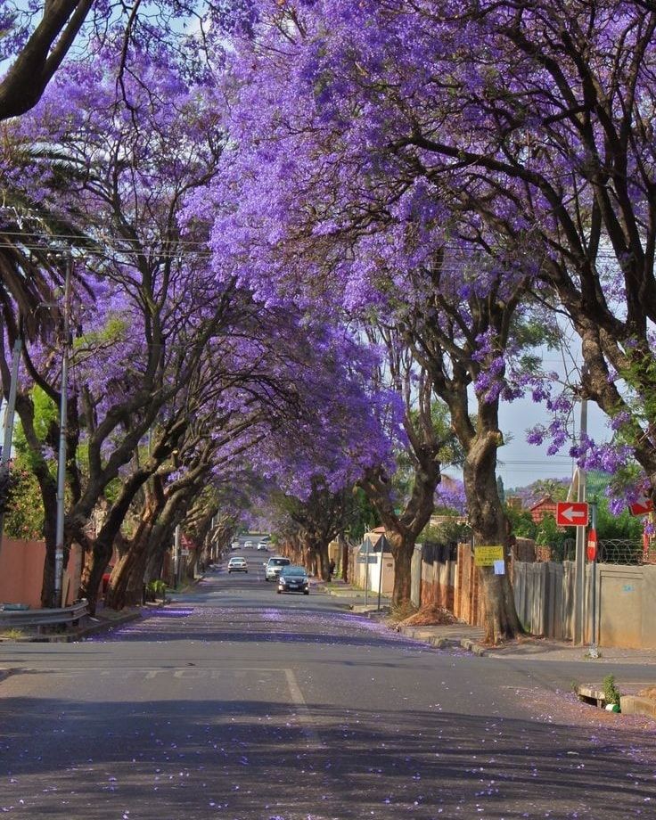 Gauteng